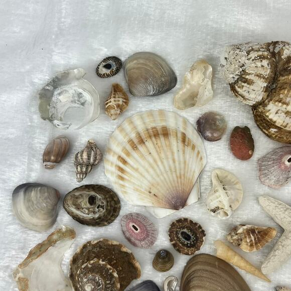 Mixed Lot 7oz Assorted Beach Seashells Starfish Natural Ocean Shell Decor Craft - Picture 3 of 8